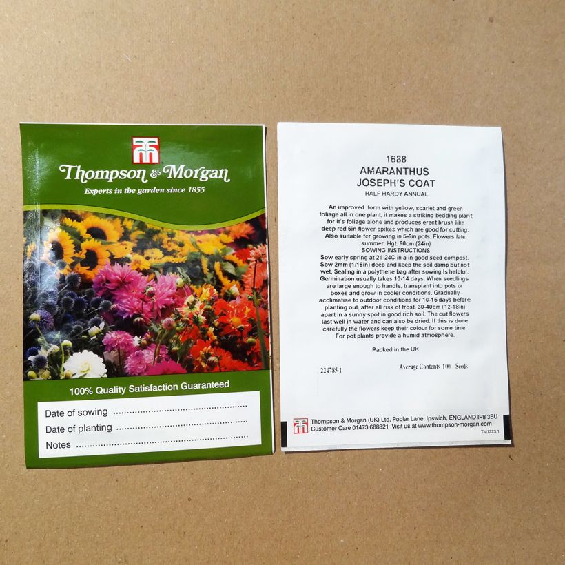 Exemple de spécimen de Graines d'Amarante Josephs Coat le sachet de 100 graines environ tel que livré
