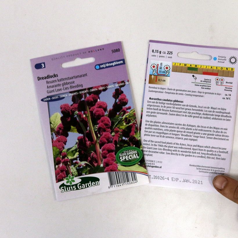 Exemple de spécimen de Graines d'Amarante queue-de-renard Dreadlocks le sachet de +/- 500 graines environ (minimum 0,4g) tel que livré