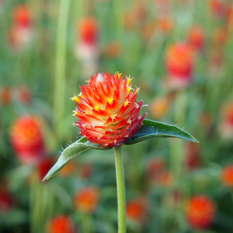 Graines d'Amarantine Strawberry Fields - Gomphrena haageana (Flowering)