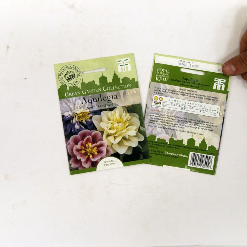 Exemple de spécimen de Graines d'Ancolie des jardins Sweet Rainbows - Aquilegia x hybrida le sachet de 20 graines environ tel que livré