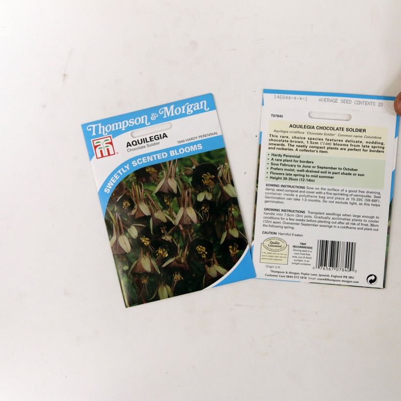 Exemple de spécimen de Graines d'Ancolie Chocolate Soldier - Aquilegia viridiflora le sachet de 20 graines environ tel que livré