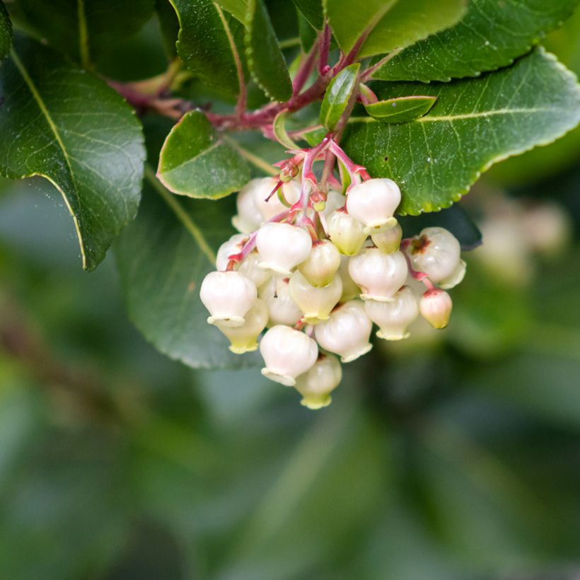 Graines d'Arbousier - Arbutus unedo (Flowering)
