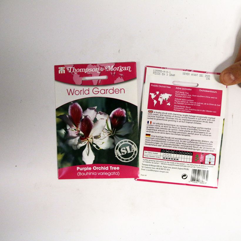 Exemple de spécimen de Graines d’Arbre aux Orchidées - Bauhinia variegata le sachet de 5 graines environ tel que livré