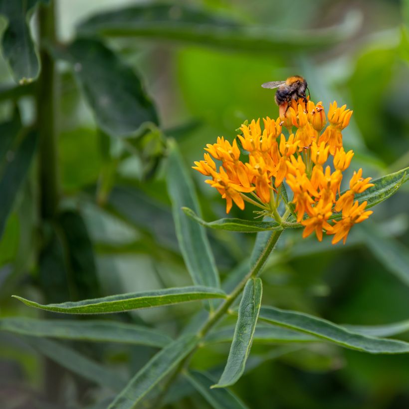 Graines d'Asclépiade tubéreuse - Asclepias tuberosa (Floraison)