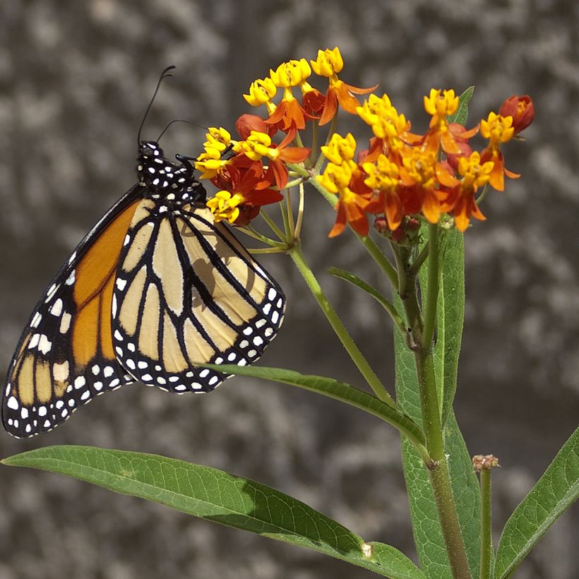 Graines d'Asclepias Red Butterfly - Asclépiade de Curaçao (Flowering)