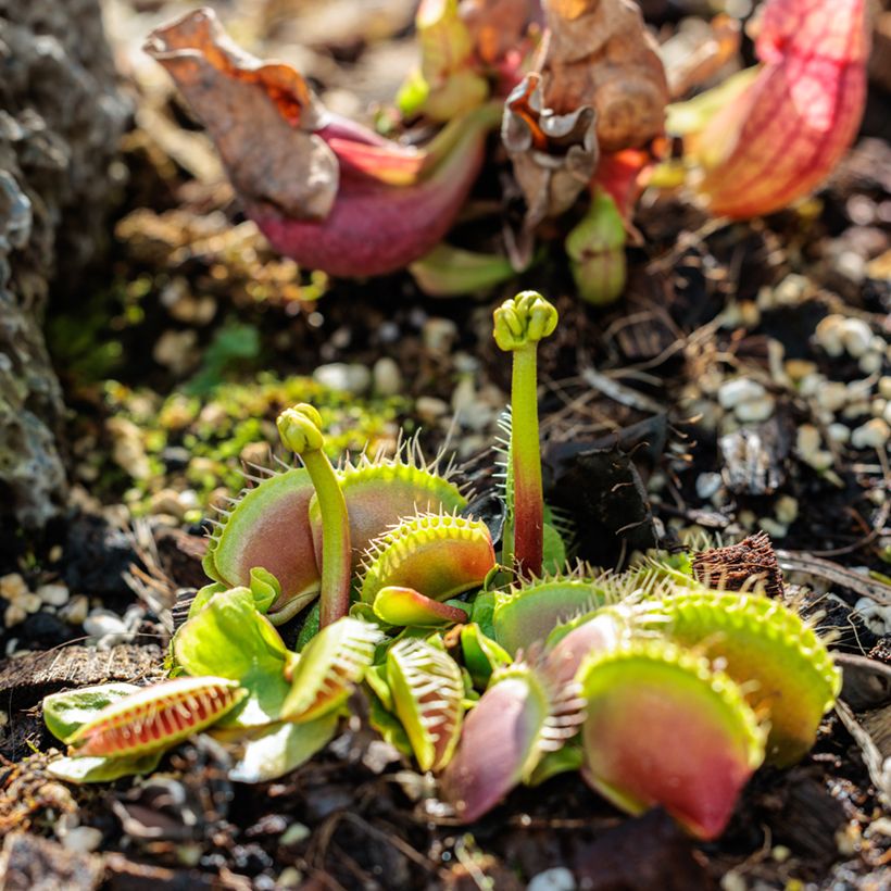 Graines d'Attrape-mouches - Dionaea muscipula (Port)