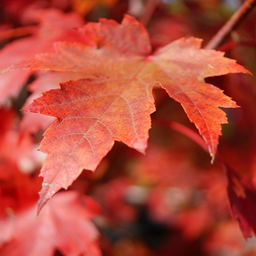 Graines d'Erable rouge - Acer rubrum (Feuillage)