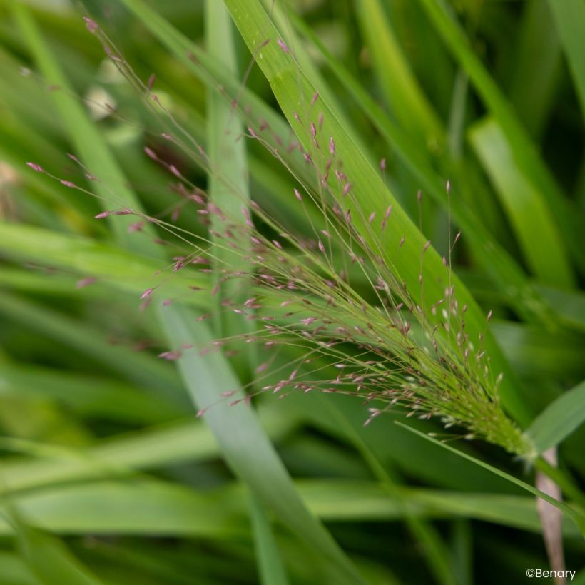 Graines d'Eragrostis spectabilis Snuggy - Herbe d'amour (Floraison)