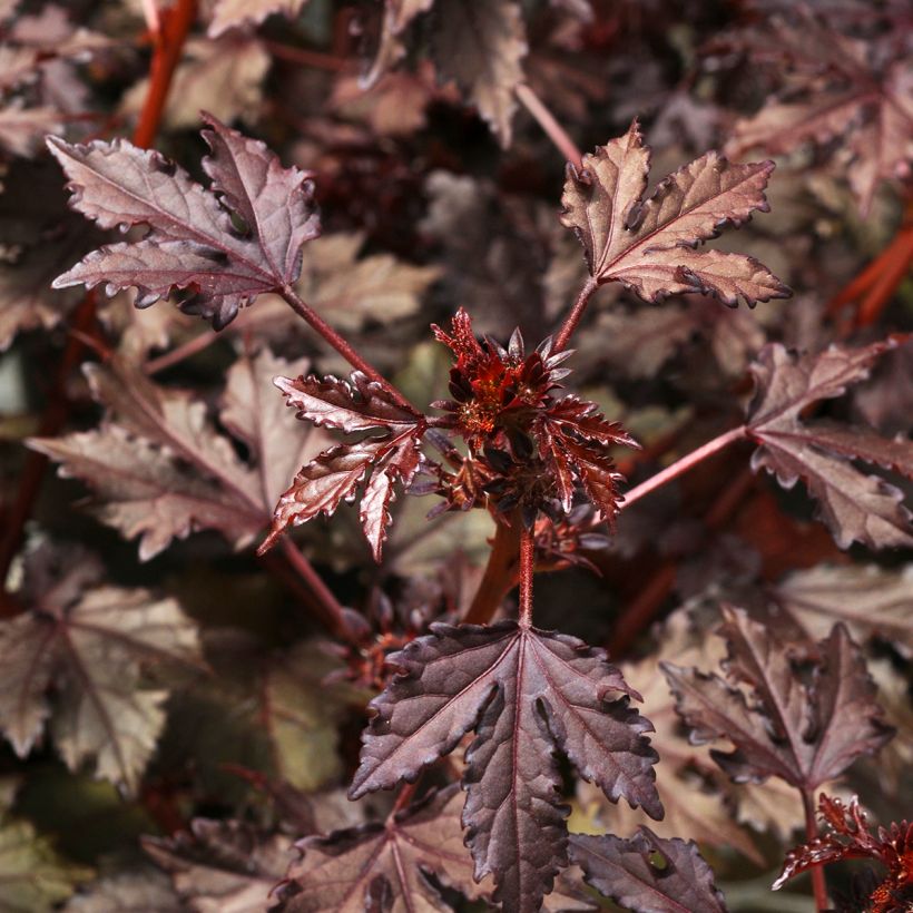 Graines d'Hibiscus Mahogany Splendor - Hibiscus acetosella (Foliage)