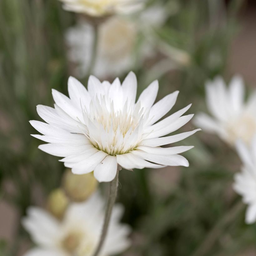 Graines d'Immortelle annuelle - Xeranthemum Superbissimum Album (Floraison)