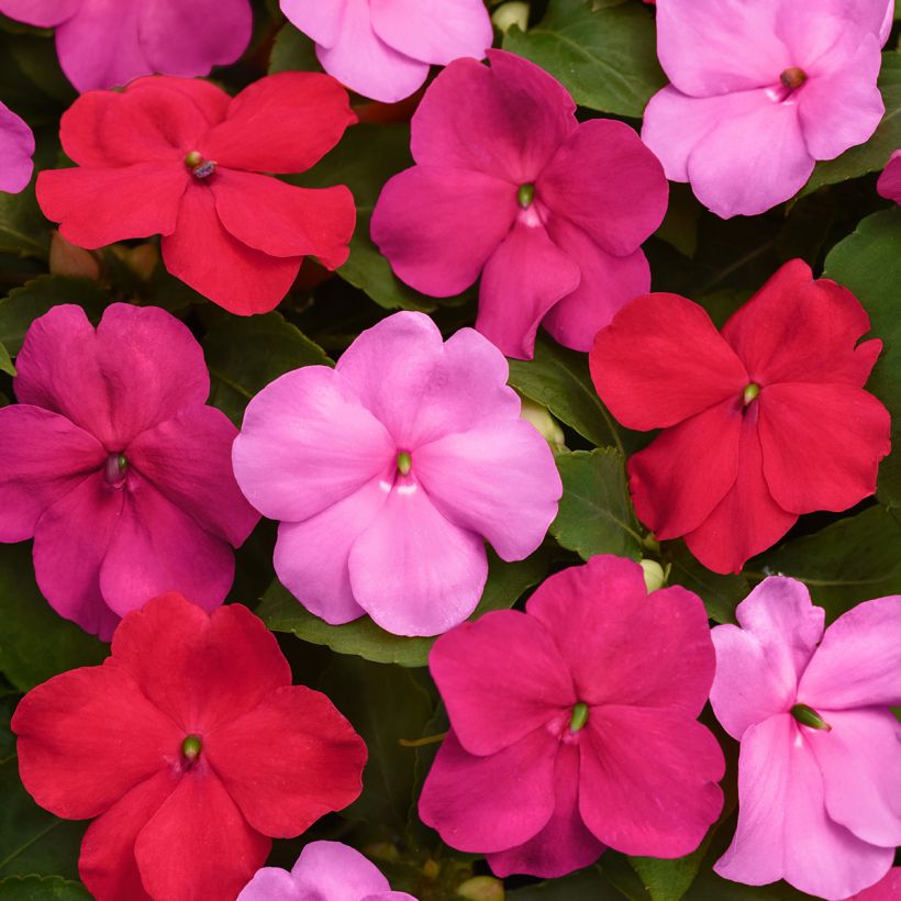 Graines d'Impatiens Beacon F1 Otway Mix (Floraison)