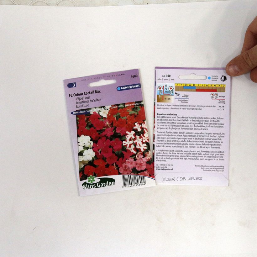 Exemple de spécimen de Graines d'Impatiens F2 Colour Cocktail en mélange - Balsamine des jardins le sachet de +/- 100 graines environ (minimum 0,07g) tel que livré