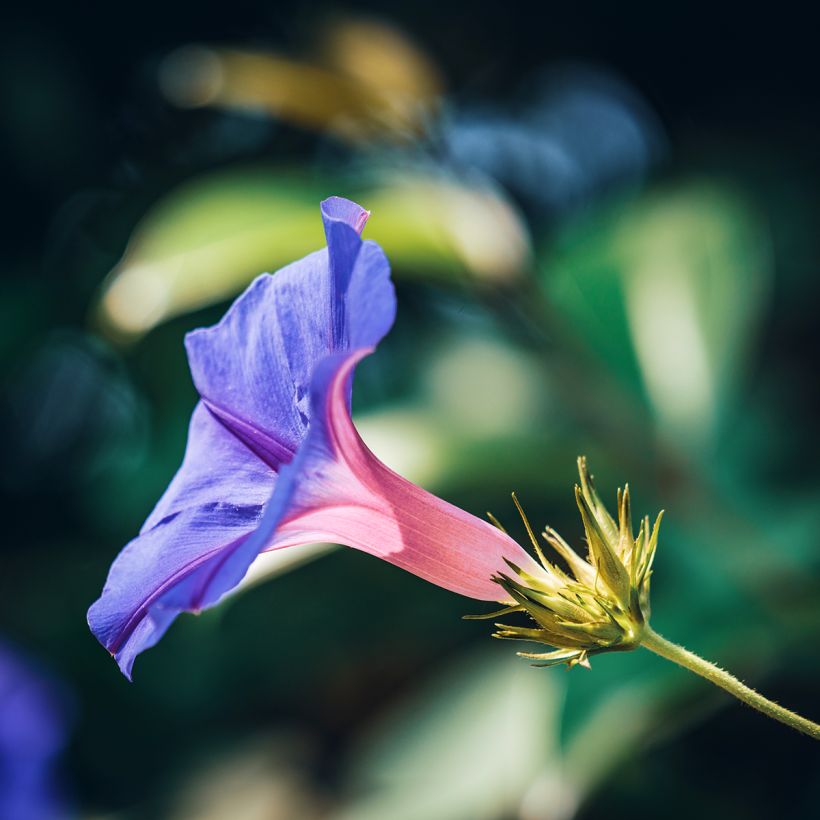 Graines d'Ipomée Grandpa Ott - Ipomoea purpurea (Flowering)