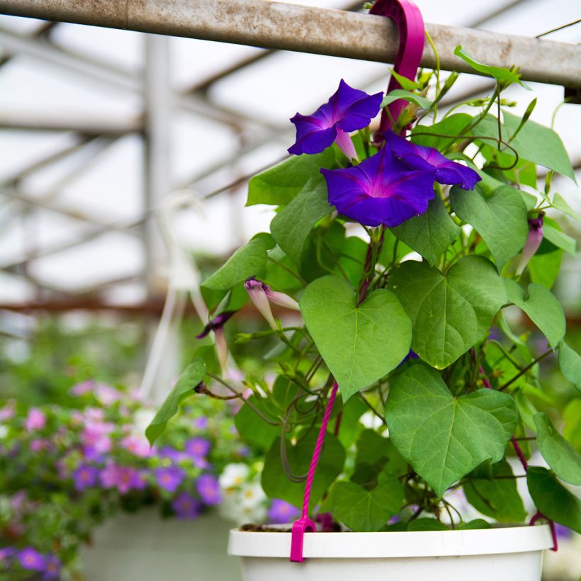 Graines d'Ipomée Grandpa Ott - Ipomoea purpurea (Plant habit)
