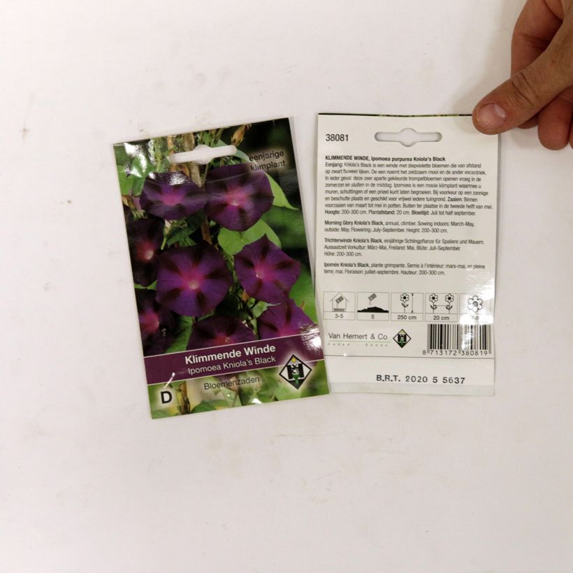 Exemple de spécimen de Graines d'Ipomée Kniola's Black - Ipomoea purpurea le sachet de 80 graines environ (2g) tel que livré