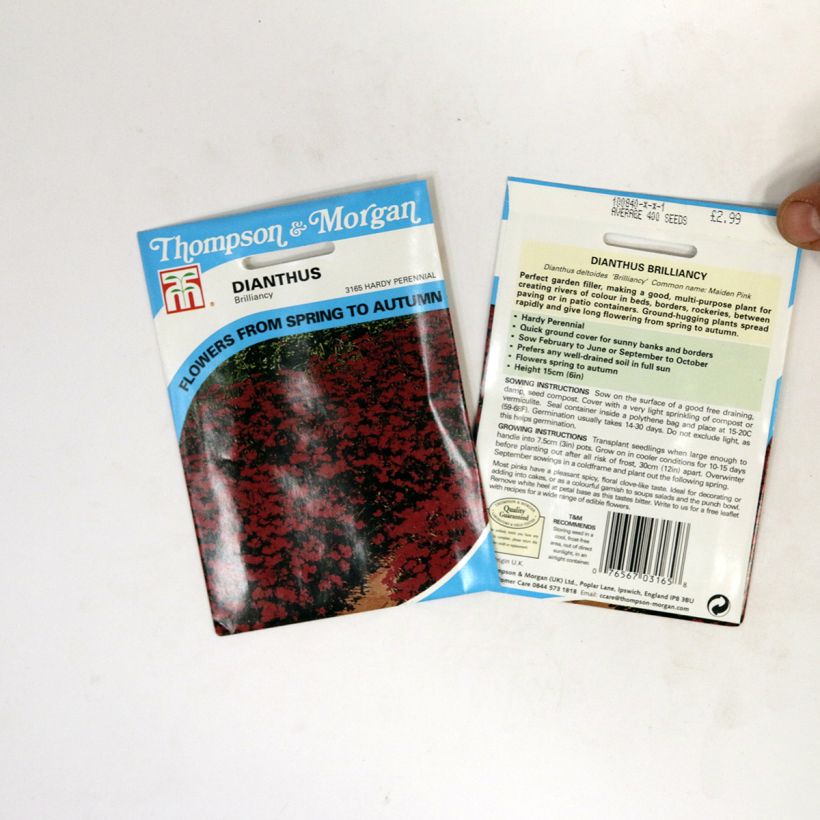 Exemple de spécimen de Graines d'Oeillet annuel Brilliancy - Dianthus deltoïdes le sachet de 400 graines environ tel que livré