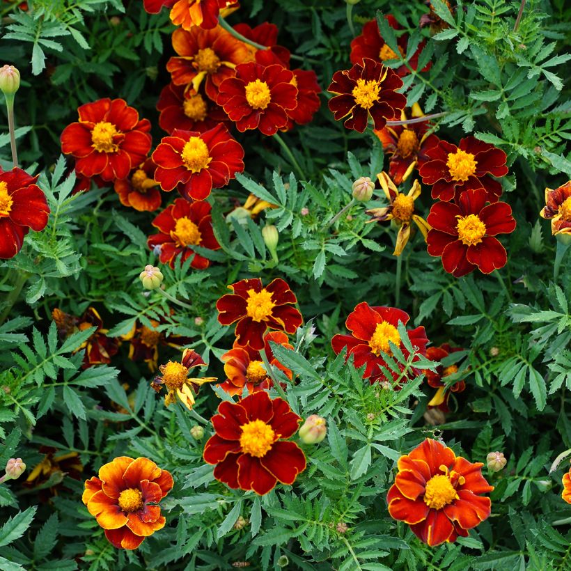 Graines d'Oeillet d'Inde Red Knight - Tagetes patula (Floraison)
