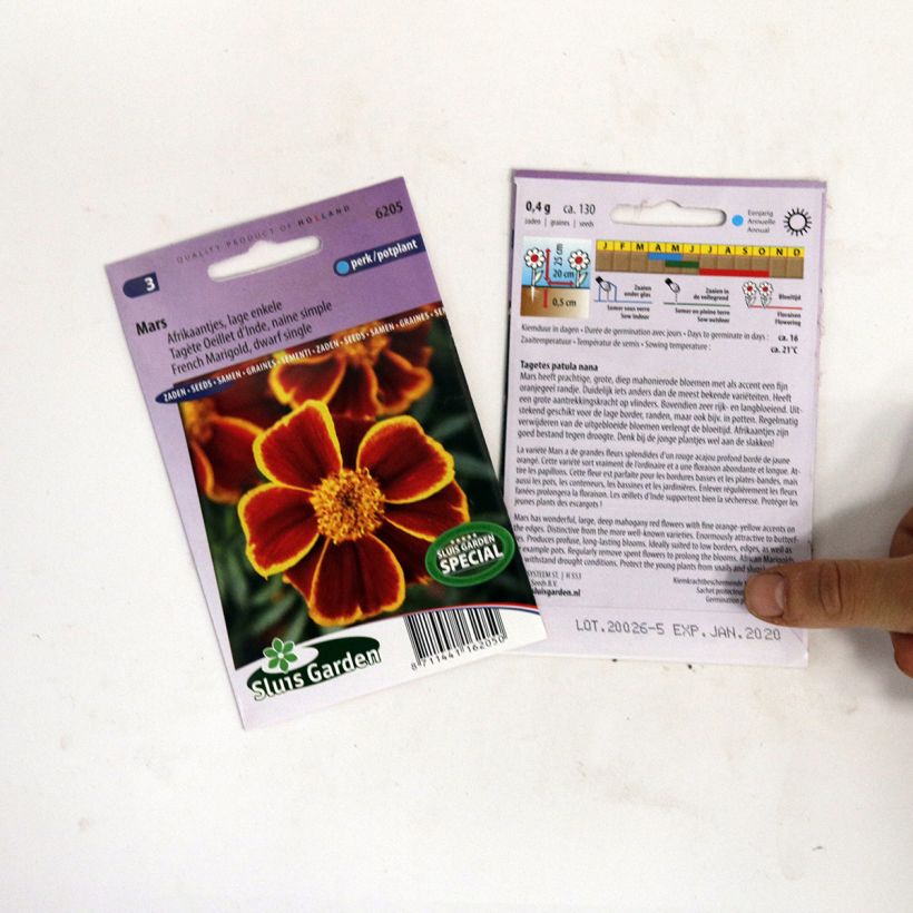 Exemple de spécimen de Graines d'Oeillet d’Inde Mars - Tagetes patula le sachet de 130 graines environ tel que livré