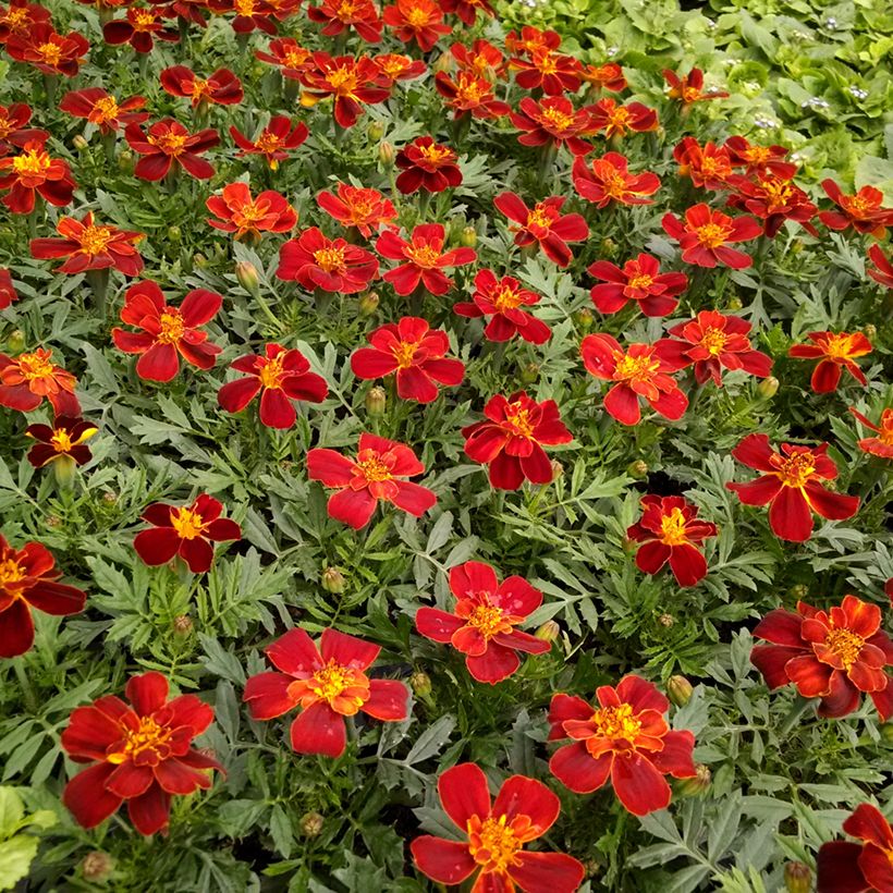 Graines d'Oeillet d’Inde Durango Red - Tagetes patula (Floraison)