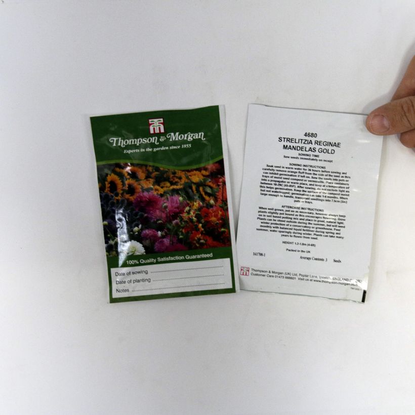 Example of Graines d’Oiseau de Paradis jaune - Strelitzia reginae Mandela’s Gold le sachet de 3 graines environ as you get