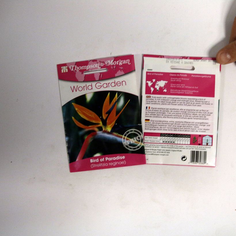 Exemple de spécimen de Graines d’Oiseau de Paradis nain - Strelitzia reginae Humilis le sachet de 4 graines environ tel que livré