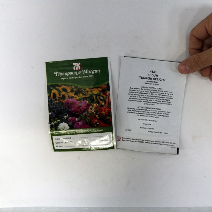 Exemple de spécimen de Graines de Sedum ussuriense Turkish Delight - Orpin le sachet de 50 graines environ tel que livré