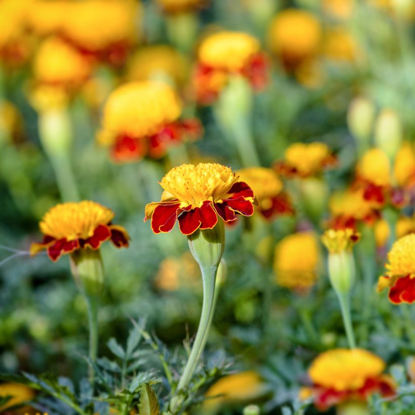 Graines d'Œillet d'Inde nain Tiger Eyes - Tagetes patula (Floraison)