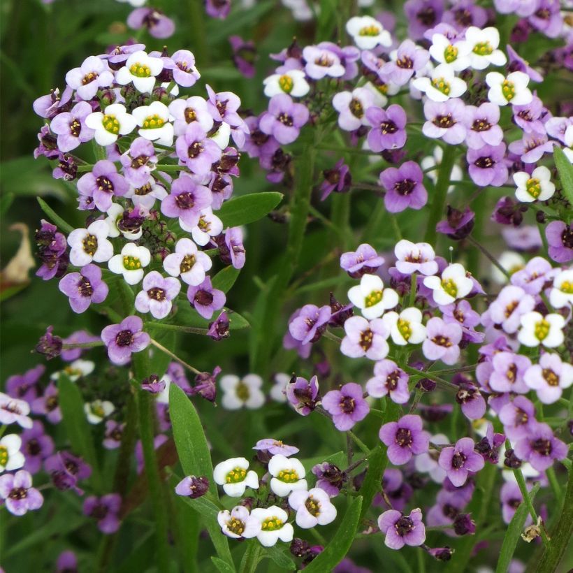Graines d'Alysse odorant Royal Carpet - Lobularia maritima (Flowering)