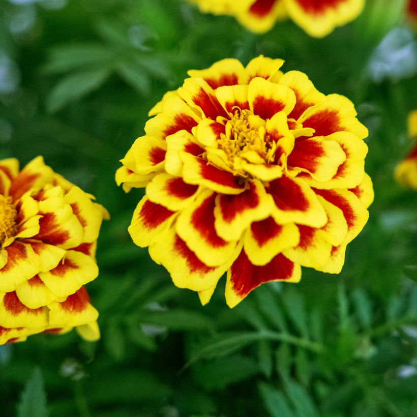 Graines d'oeillet d'Inde Mango Tango - Tagetes patula (Floraison)