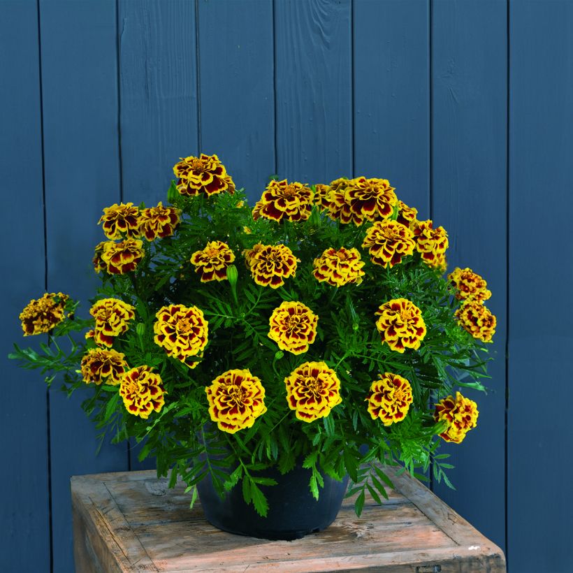 Graines d'oeillet d'Inde Mango Tango - Tagetes patula (Port)