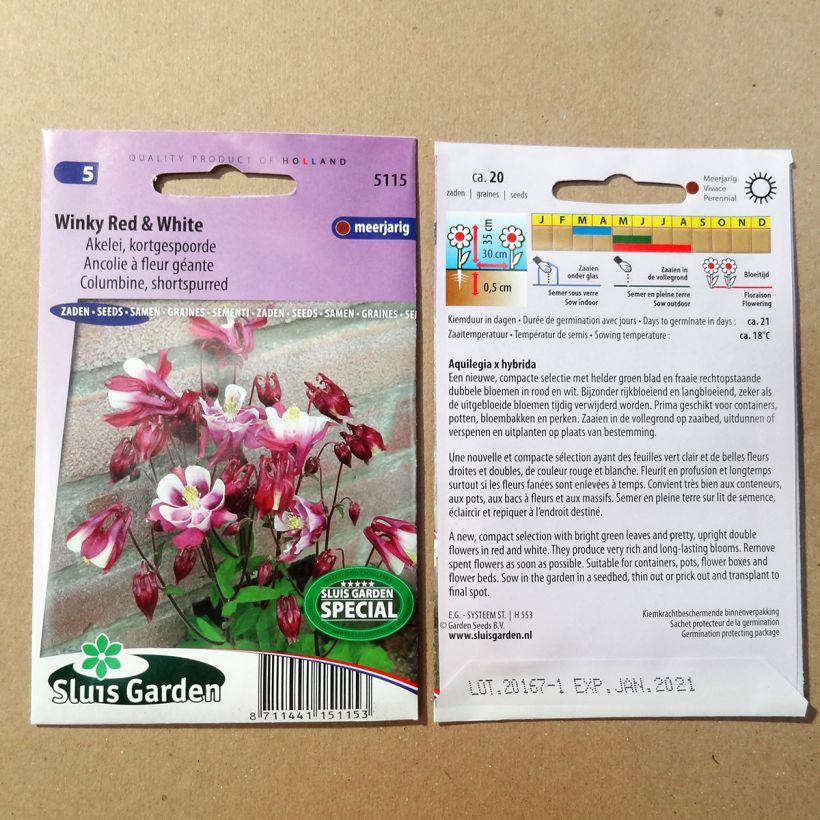 Exemple de spécimen de Graines d'Ancolie naine Winky Red & White - Aquilegia x cultorum le sachet de 20 graines environ tel que livré