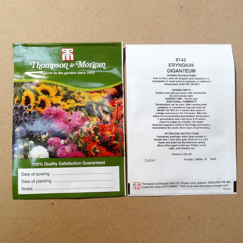 Exemple de spécimen de Graines d'Eryngium giganteum Miss Willmotts Ghost - Panicaut géant le sachet de 30 graines environ tel que livré