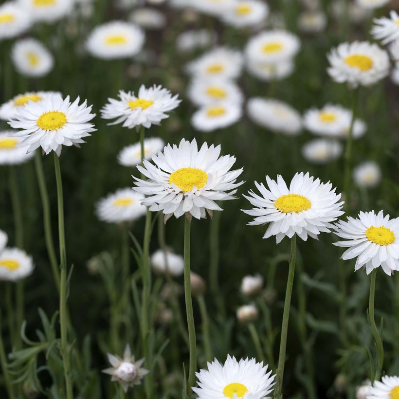 Graines d'Immortelles d'Australie blanches - Acroclinium (Floraison)