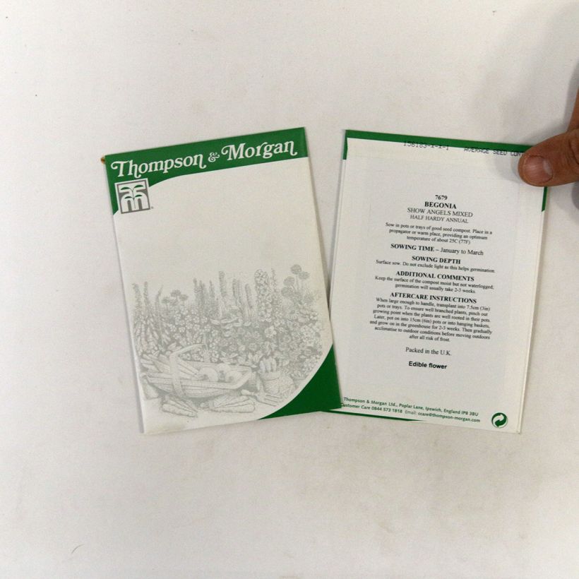 Exemple de spécimen de Graines de Bégonia retombant Show Angels Mixed F1 - Begonia x tuberhybrida pendula le sachet de 40 graines environ tel que livré