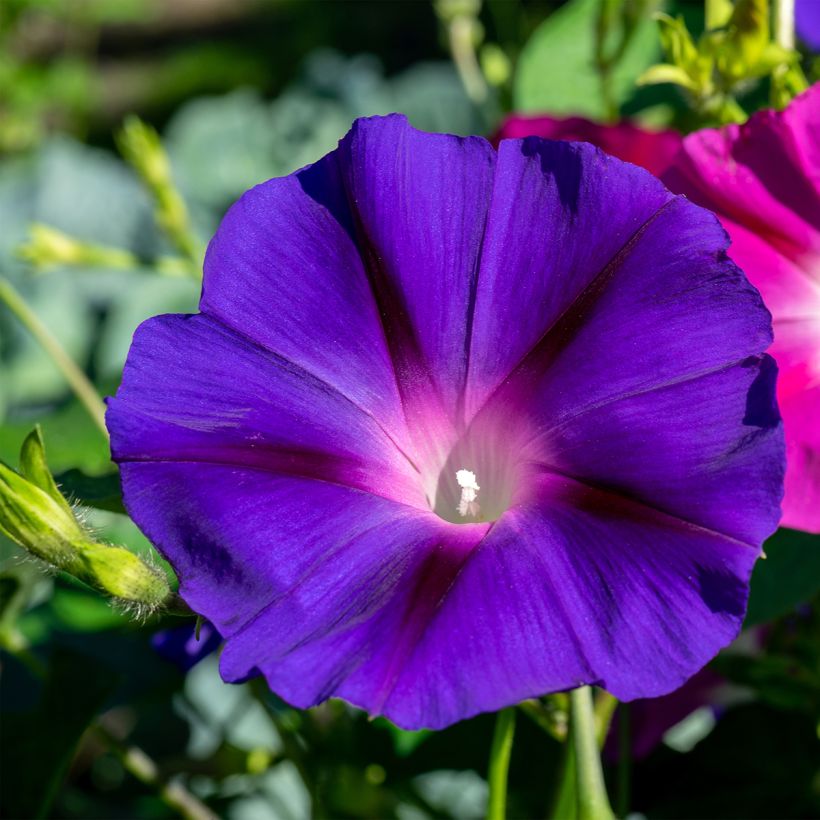 Graines de Belle de Jour Royal Ensign en mélange (Floraison)