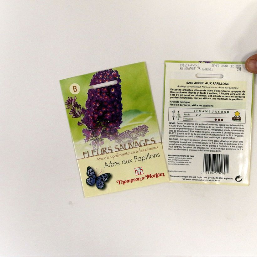 Exemple de spécimen de Graines de Buddleia davidii  en mélange - Arbre aux papillons le sachet de 75 graines environ tel que livré