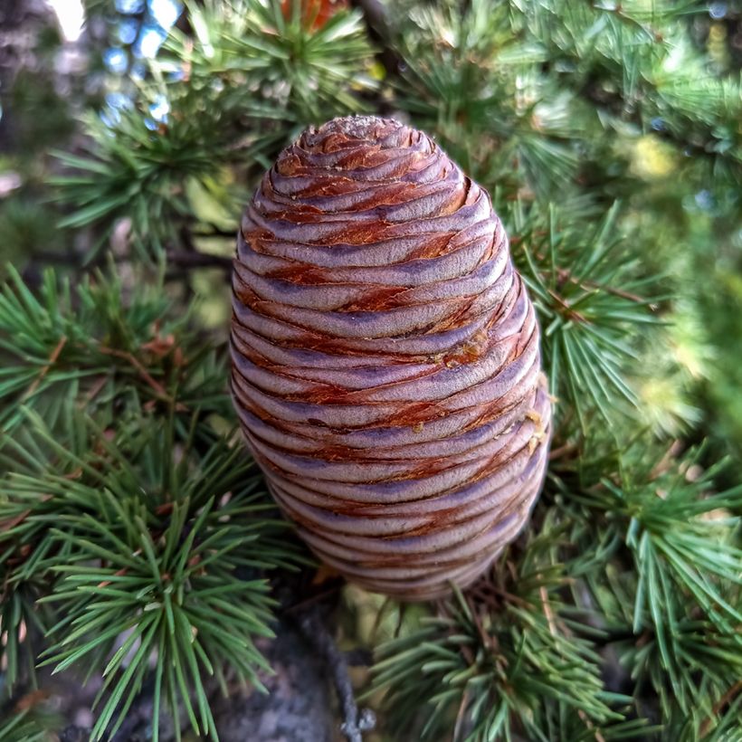 Graines de Cèdre de l'Atlas - Cedrus atlantica (Harvest)