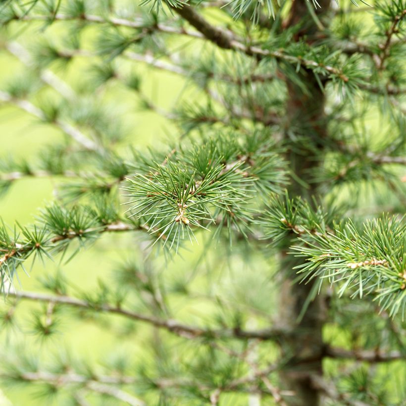 Graines de Cèdre du Liban - Cedrus libani (Feuillage)