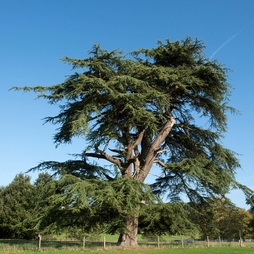 Graines de Cèdre du Liban - Cedrus libani (Port)