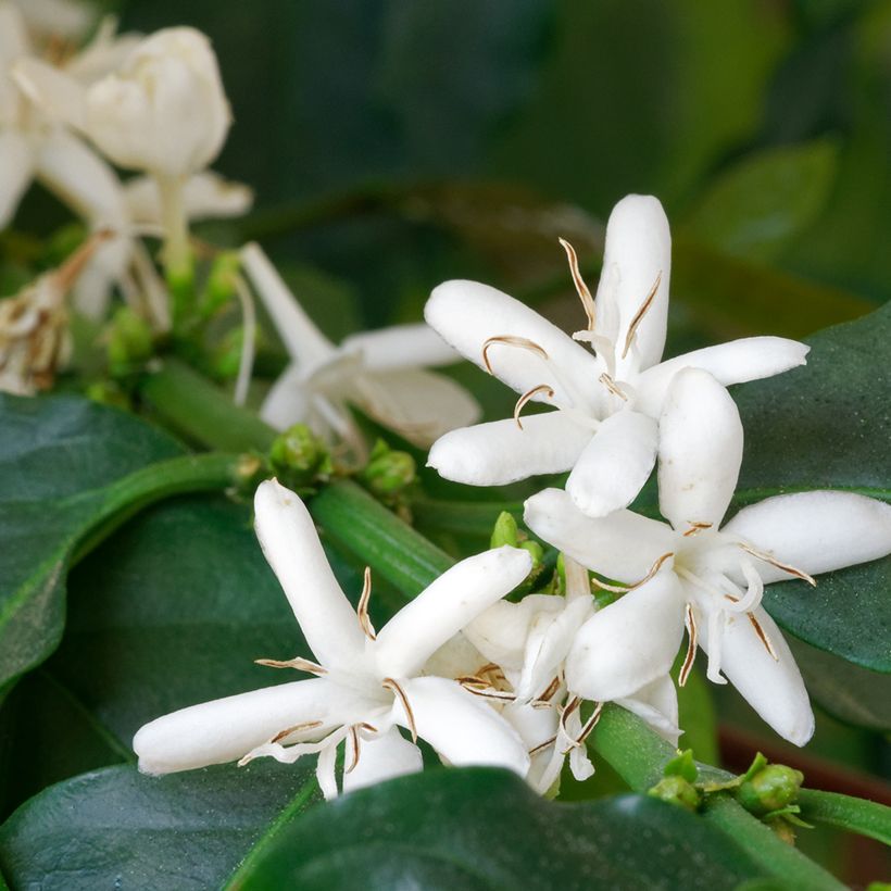 Graines de Caféier - Coffea arabica (Flowering)
