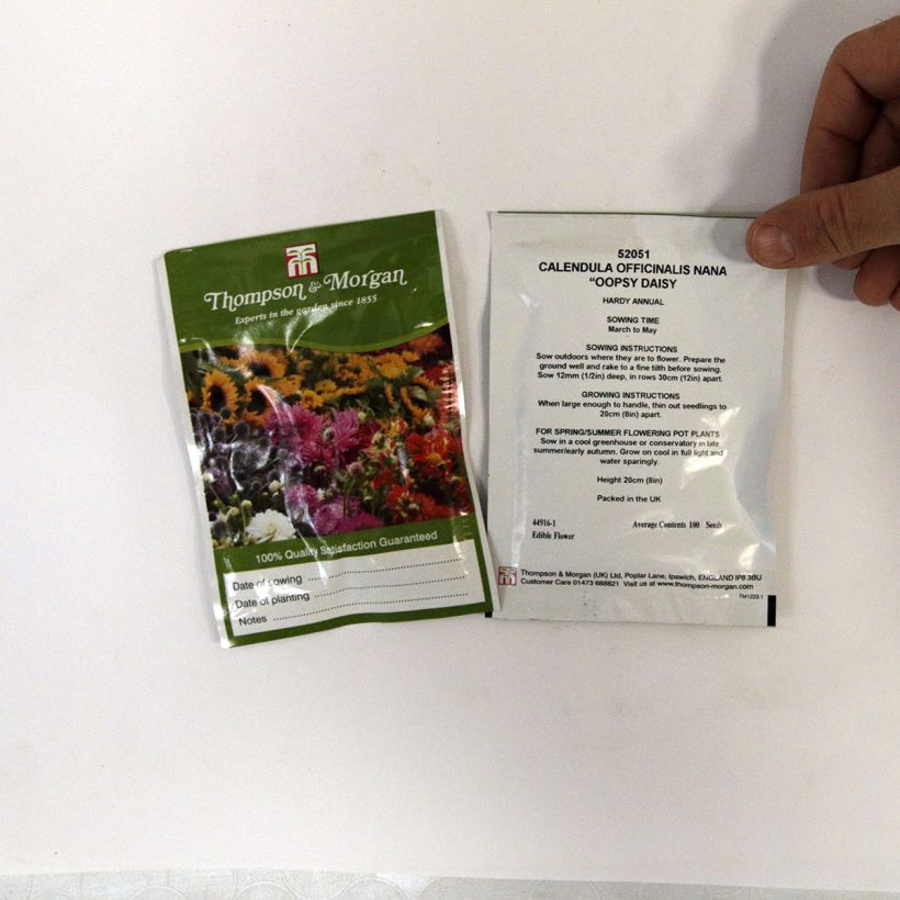 Exemple de spécimen de Graines de Calendula officinalis Oopsy Daisy - Souci des Jardins nain le sachet de 100 graines environ tel que livré