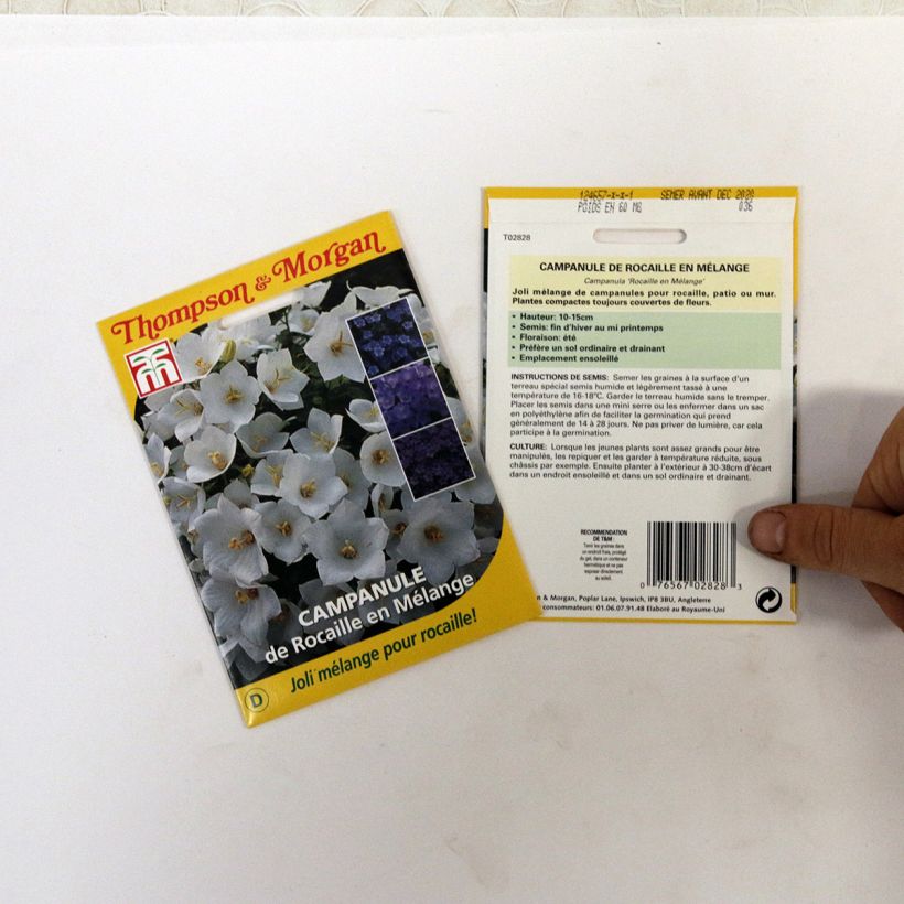 Exemple de spécimen de Graines de Campanule de Rocaille en Mélange le sachet de +/- 850 graines environ (minimum 0,1g) tel que livré