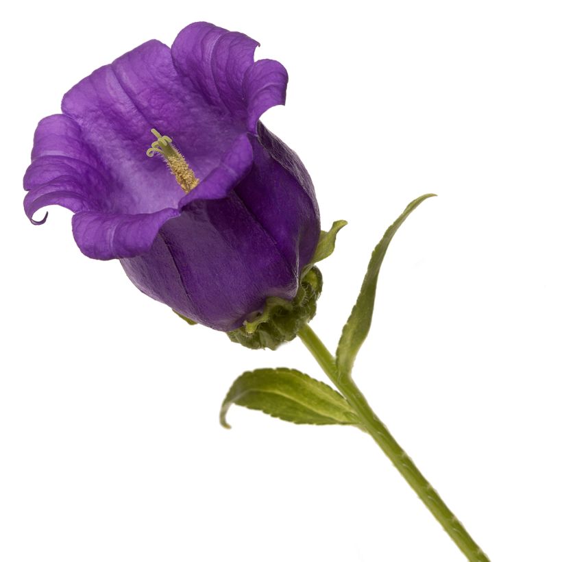 Graines de Campanule medium F1 Big Ben Deep Blue (graines enrobées) (Floraison)