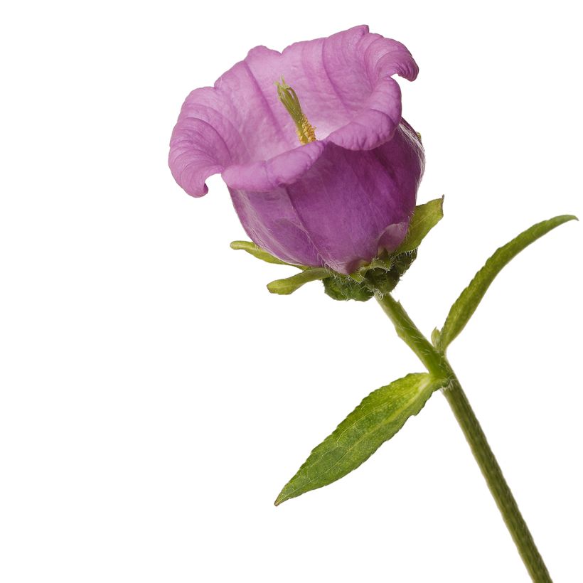 Graines de Campanule medium F1 Big Ben Lavender (graines enrobées) (Floraison)