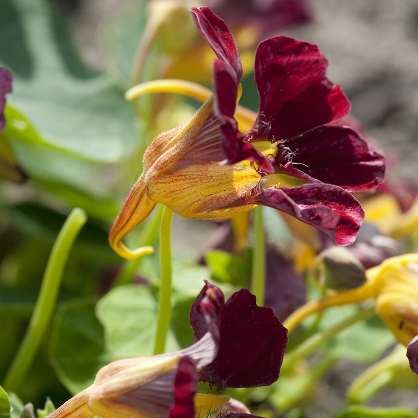 Graines de Capucine grimpante Purple Emperor - Tropaeolum majus  (Flowering)