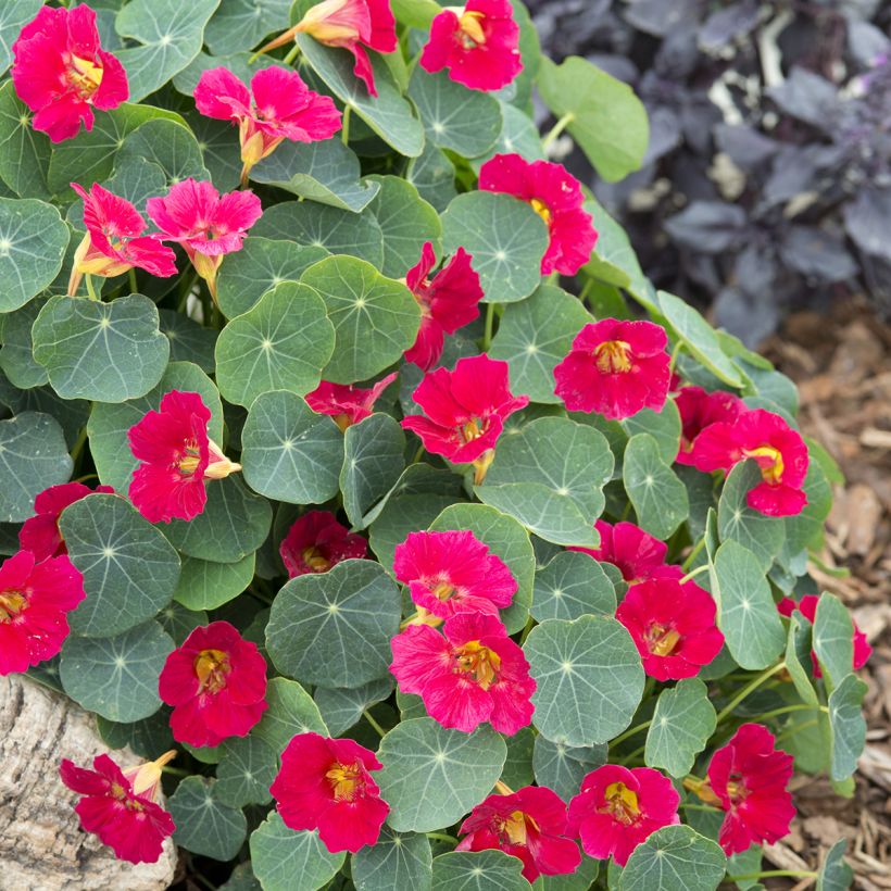 Graines de Capucine naine Baby Rose - Tropaeolum minus (Plant habit)