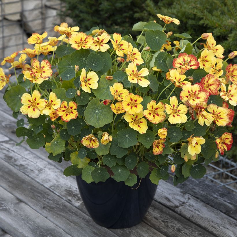 Graines de Capucine naine Ice Cream Sundae - Tropaeolum (Plant habit)