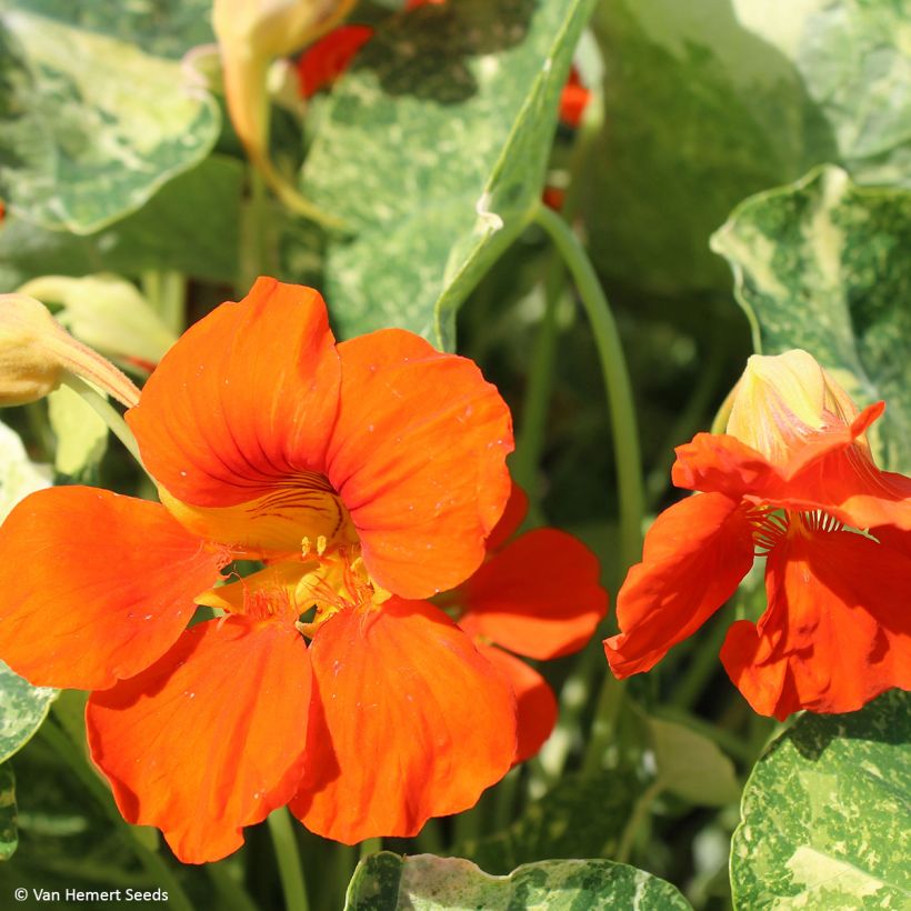 Graines de Capucine naine Orange Troika - Tropaeolum (Flowering)
