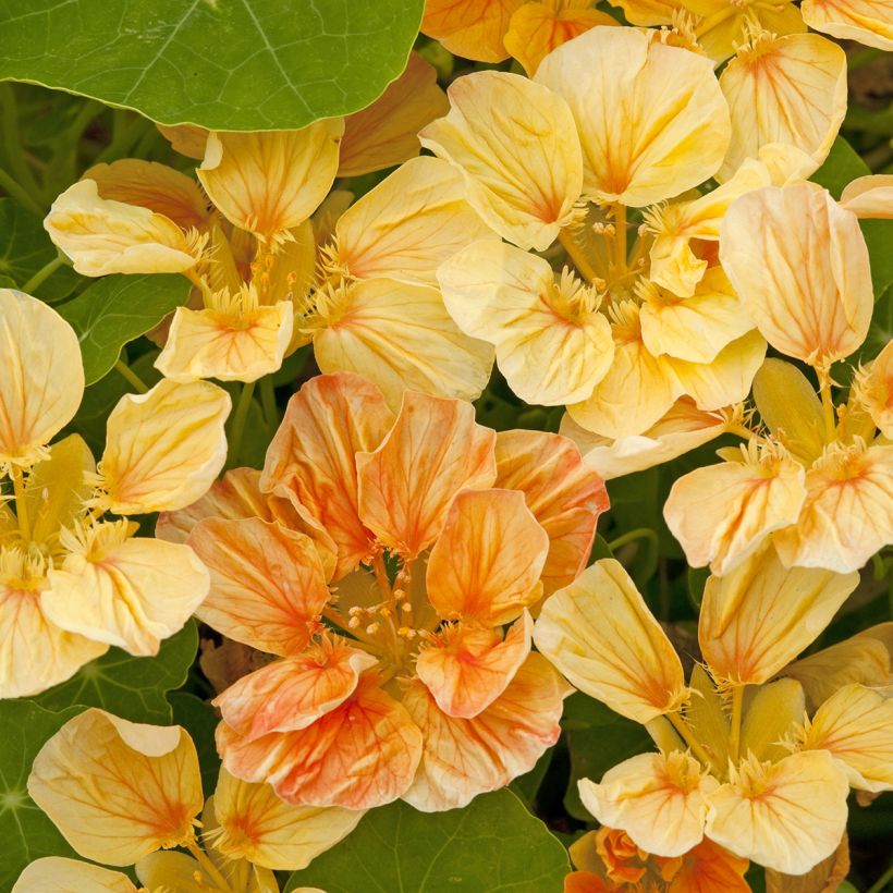 Graines de Capucine naine Whirlybird Apricot  (Floraison)