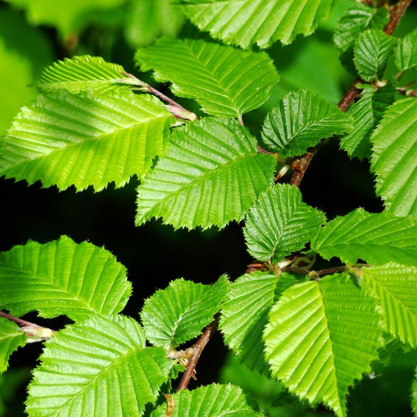 Graines de Charme commun (Feuillage)